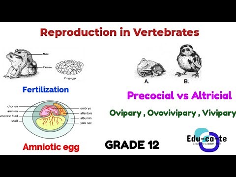 Reproduction in Vertebrates - Full Revision grade 12 Life Sciences