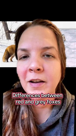3 comments | What is the difference between red foxes and grey foxes? #foxes #animalfacts #redfox #greyfox | Sunset Wildlife Connection | Facebook