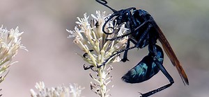 Wildlife Wednesday: Tarantula Hawks