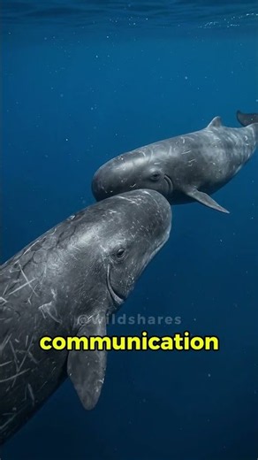 The 3-meter worm living inside a whale