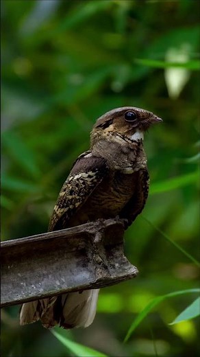 The Invisible Bird - Long-Tailed Nightjar's incredible Camouflage!
