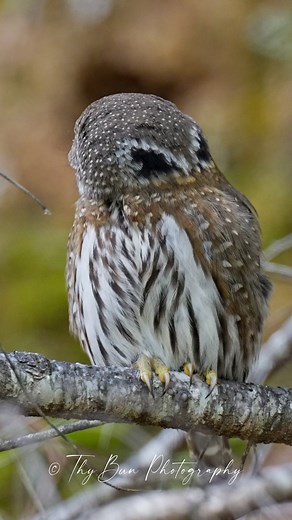 11K views · 2.2K reactions | 黎 Northern Pygmy Owl toot ❤️黎 . . . . . . . . . #thypygmyowltour #pygmyowl #northernpygmyowl #owlphotography #owl #owlsofinstagram #owlstagram #owlsofinstagram #wildlife #wildanimals | Thy Pygmy Owl Tour | Facebook