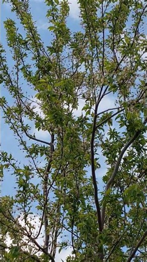 Realistic Knocking Bells Sound Effect #shorts #short #youtubeshorts #asmr #sound #nature #trending