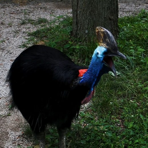 30K views · 170 reactions | Can you hear her? Neither can we! Southern cassowaries like Sydney can make a variety of calls. Their most common call however is known as a "boom" in which they emit a low frequency sound that's hard for the human ear to register. Animal care specialists have reported that even though they can't always hear it, in the right circumstances, they can feel it in their bones! | Blank Park Zoo | Facebook