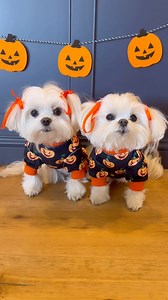 2.2K reactions · 71 comments | Halloween pajamas but make it cutsey李 • • #grwm #dog #dogs #doggo #doglover #dogslife #puppy #adorable #october #halloween #cute #cutedogs #cutedog #pup #dogsofinstagram #dogsofig #pajamas | Cocothemaltesedog | Facebook
