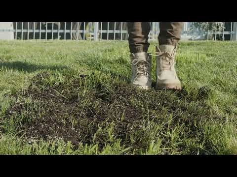 Comment utiliser les semences à gazon Vert et Dense de PRO-MIX