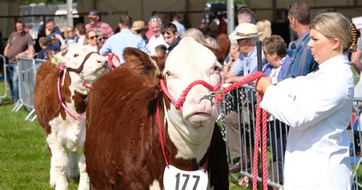 All the village and country shows in Northumberland in 2024