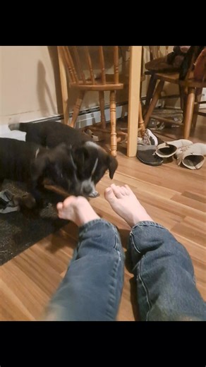 Tis a good life 😌 ☺️ 🙂 #puppies #socks #feet #puppy #bites #attacked #cute | Jacob Humphrey