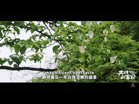 全國最大規模拱桐“搬家”，植物界“大熊貓”新生記 China's Largest Relocation of Dove Trees丨靈感中國Inspiration