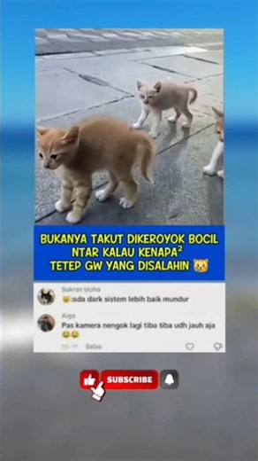 Mendingan Kabur Oyen Daripada Nanti Kesalahan😂 #shorts #cat #kucinglucu #kucing #funny #trending