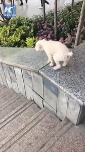 731K views · 4.7K shares | Cute puppy is spotted sliding down a smooth stair wall more than 10 times at a park. | China Xinhua News | Facebook
