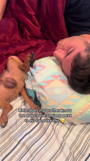 Couldn’t even try to prank him better than this 😂 #dog #weinerdog #bedtime