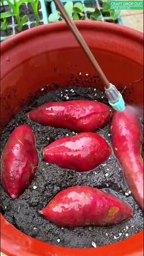 Home Sprouting Method for Strong Sweet Potato Slips 🌱💦