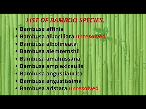 Types of Bamboo species(BAMBUSA)