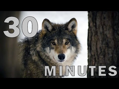 30 Minute Timer for School - Howling Wolf Alarm Sound