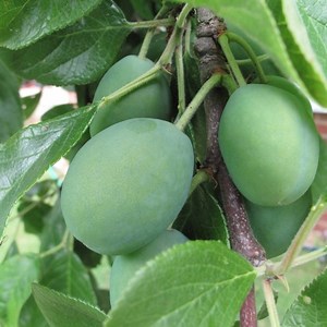 Prunus domestica (Victoria Plum Tree) for Sale - Barcham Trees