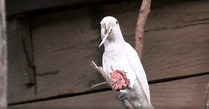 Cockatoos make advanced toolsets, the first non-primates known to do so