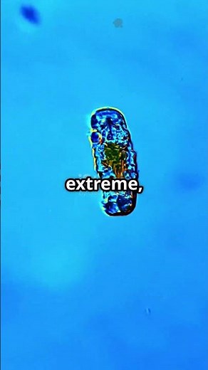 Tardigrades: Earth's Ultimate Survivors!