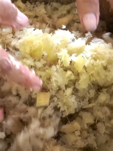 Homemade Molasses from Fresh Sugarcane – Easy Process & Long-Term Storage Hack