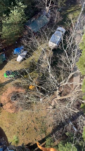 13 reactions | Large White Pine removal Mercer Wi. | Joe's Tree Service, LLC | Facebook