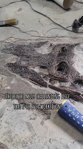 #fossils #fossil #paleontology #geology #preparation #natural #nature #science #fossilhunting #prehistoric #love #greenriverformation #fossilhunter #real #minerals #ammonite #rocks #fossiladdict #palaeontology #crocodile #naturalhistory #wow #paleontologist #paleoart #insane #geologyrocks #wyoming #fyp #fypシ