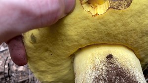 94K views · 641 reactions | Trying an experiment with posting long...