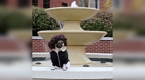 Hilarious Pug TV Shows