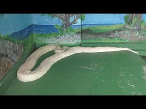 Albino Burmese python & Red tailed Boa (Okinawa world, Okinawa, Japan) May 13, 2019