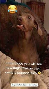 Dog were filmed acting like humans #dogs #cutedog #funny #fyp #dogsof
