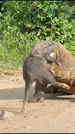 Jakpot😱🔥#komodo #wildlife