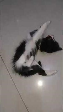 What causes sudden ataxia in cats?