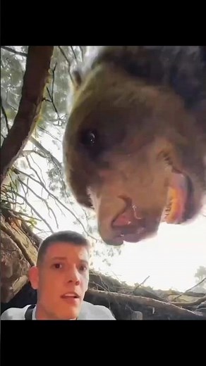 The Bear Remembered Him… But He Forgot 🐻💔