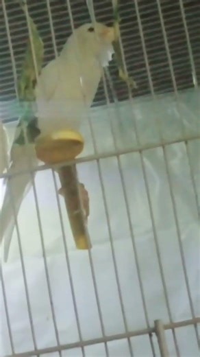 canary bird #1millionsubscribers needed #trendingshorts #viralshorts #mizo#talkingparot #mizogaming