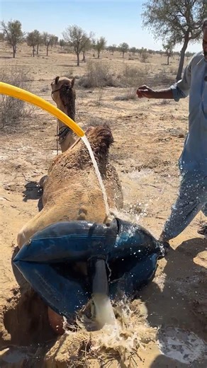 تبريد الجمل بالطريقة التقليدية!"