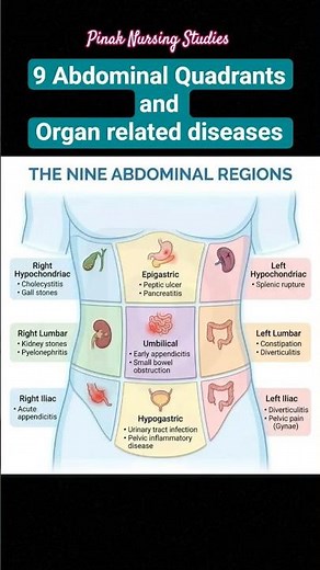 9 Abdominal Quadrants and Organs related diseases