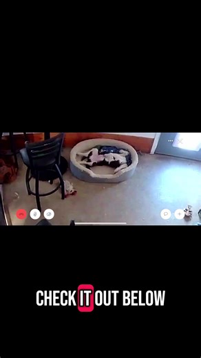 Best dog enrichment toy #dogtoys #dog #dogtok #dogmom