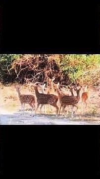Amazing and beautiful videos tiger hunting spotted deer#tiger#hunting #shortvideo #youtuber#animals