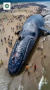 🐋 When This Whale Died, It Exploded Like a Time Bomb! #WhaleExplosion #WeirdNature #AnimalFacts #DeadlyDecomposition #Taiwan2004 💥🩸 #fyp #viral | GoSaq