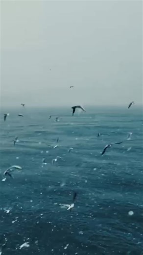 Nightwish Nemo Cover Andra Ariadna #nightwish #nemo #cover | Cover