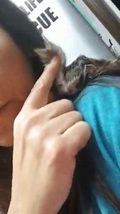 60K views · 16K reactions | Friar Tuck the flying squirrel is getting the fur back on his head and gaining weight . | Little Bit Wildlife Rescue | Facebook