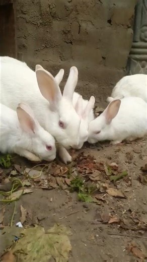 Cute Bunny Tries to Eat a Banana… and Slips! 😂🐰 | Funniest Bunny Moment