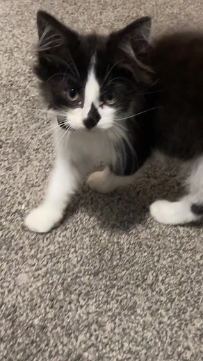 willow talks!! #fyp #catsoftiktok #pedro #willow