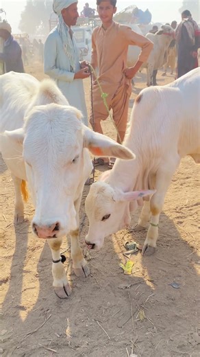 Buying the World's Most Expensive Cow #shorts #cow #animals