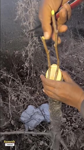 What is the EASIEST way to graft in thick branches?