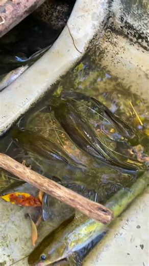 fishing big fish in river #fishing #fish #00139