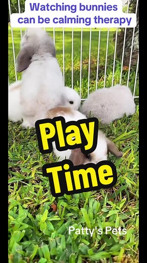watching bunnies can be calming therapy. they have no worries . #pattyspets #hollandlop #bunny #bunnies #rabbits #petsoftiktok #tokrabbit