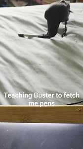 Teaching Buster to fetch me pens #fenlandforager #busterbloodvesselthejackdaw #busterthejackdaw #jackdaw #corvids #britishwildlife #handrearing | Darren Gallagher