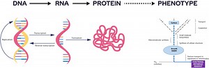 Microbial Phenotype Assay - Biolog