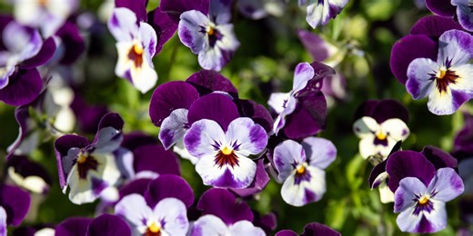 5 spring bedding plants to deadhead in April for longer-lasting blooms