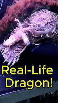 What's REALLY Happening When Alligator Snapping Turtles Fight? #turtlewatching #animal #turtle